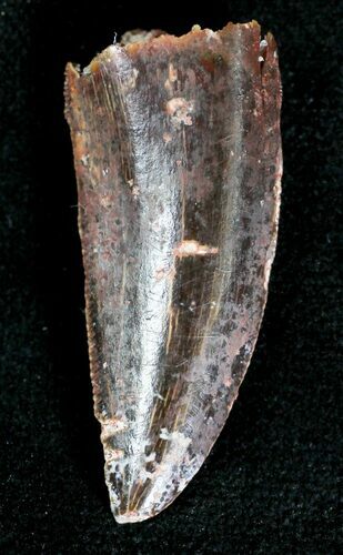 Large Raptor Tooth From Morocco - #20108